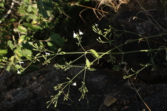 Rhinacanthus nasutus